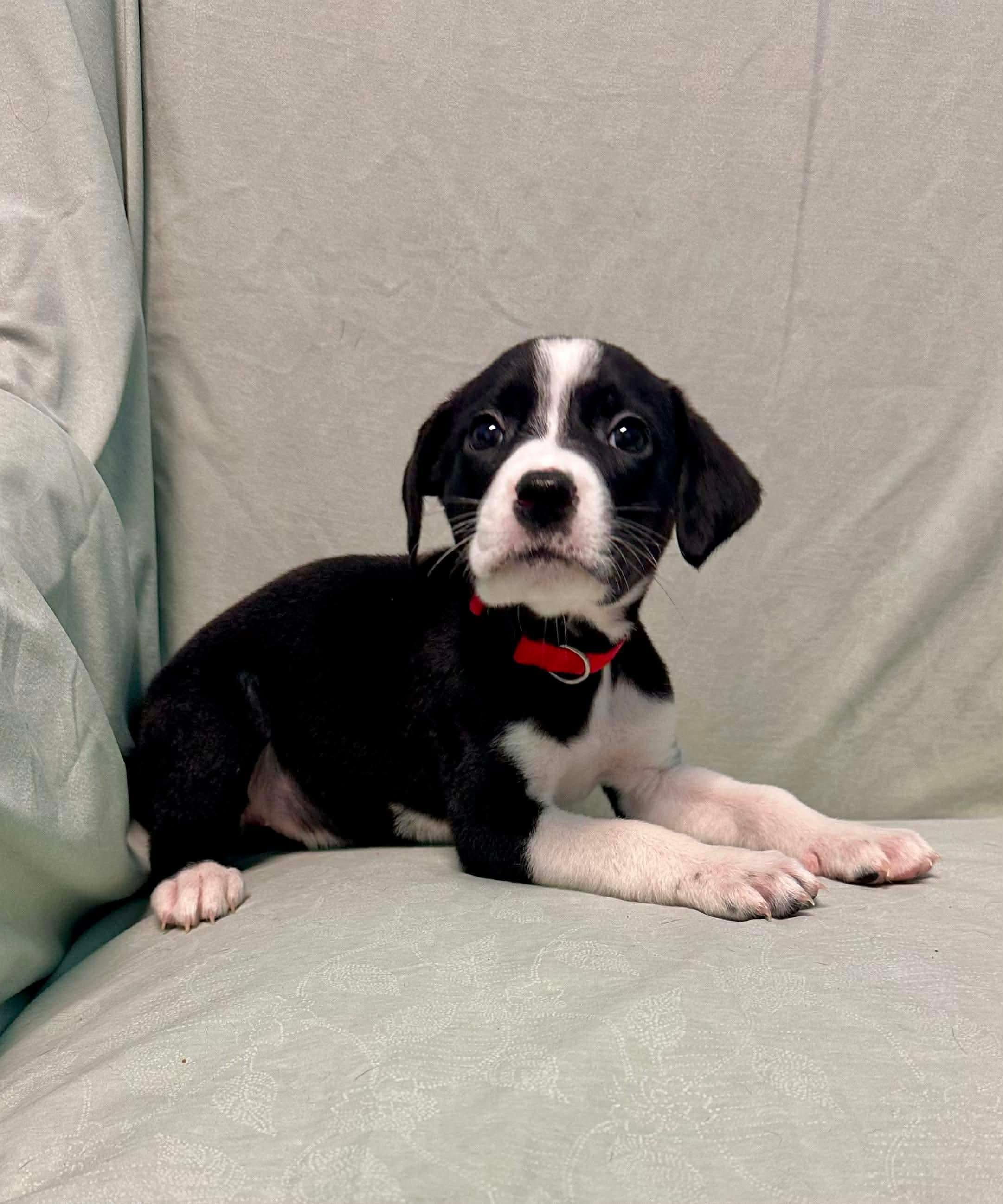 Enlarge Frannie, a ADOPTABLE mixed breed in Walker, LA image 2/4