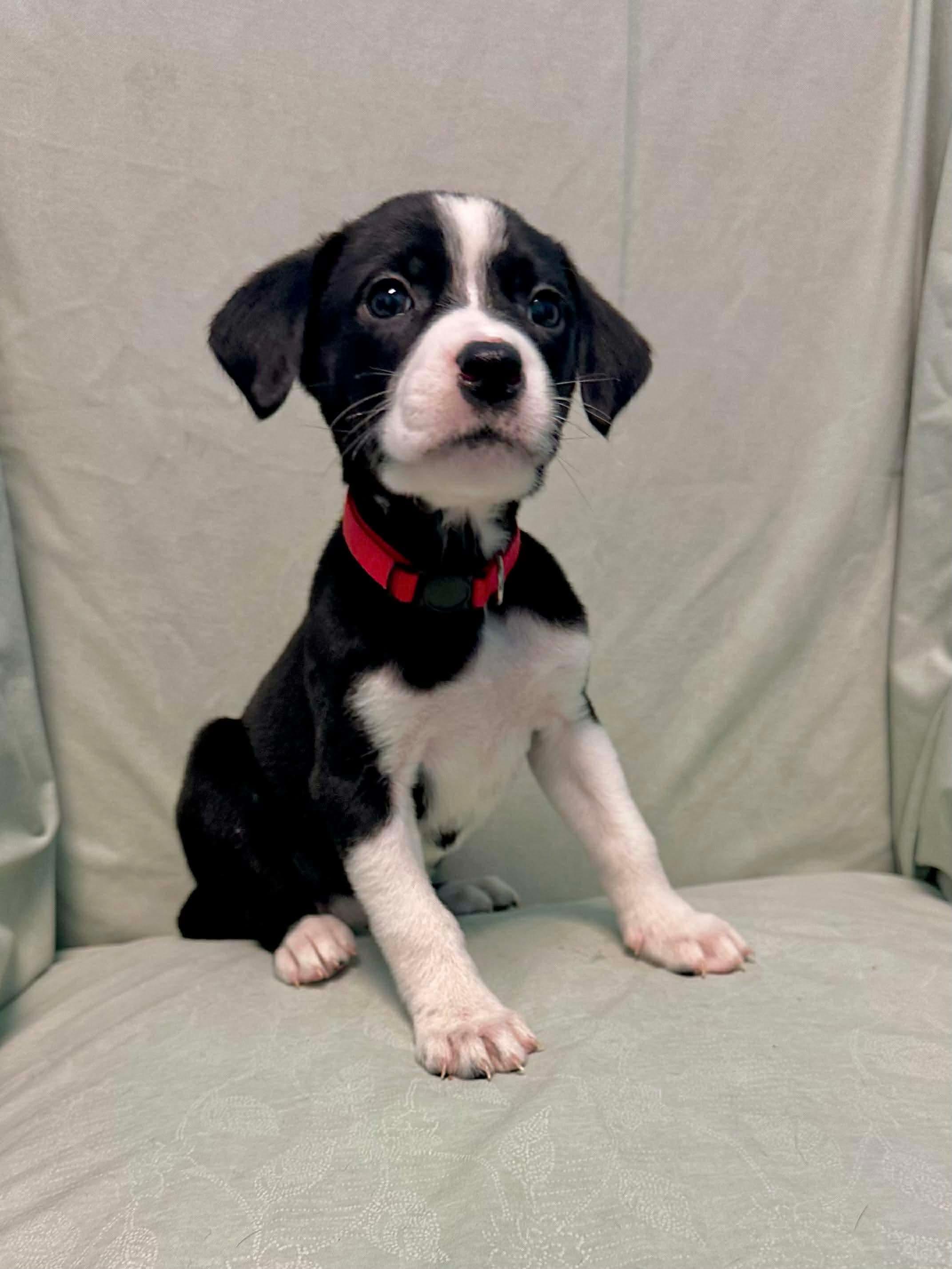 Frannie, ADOPTABLE, Puppy Female Saint Bernard.