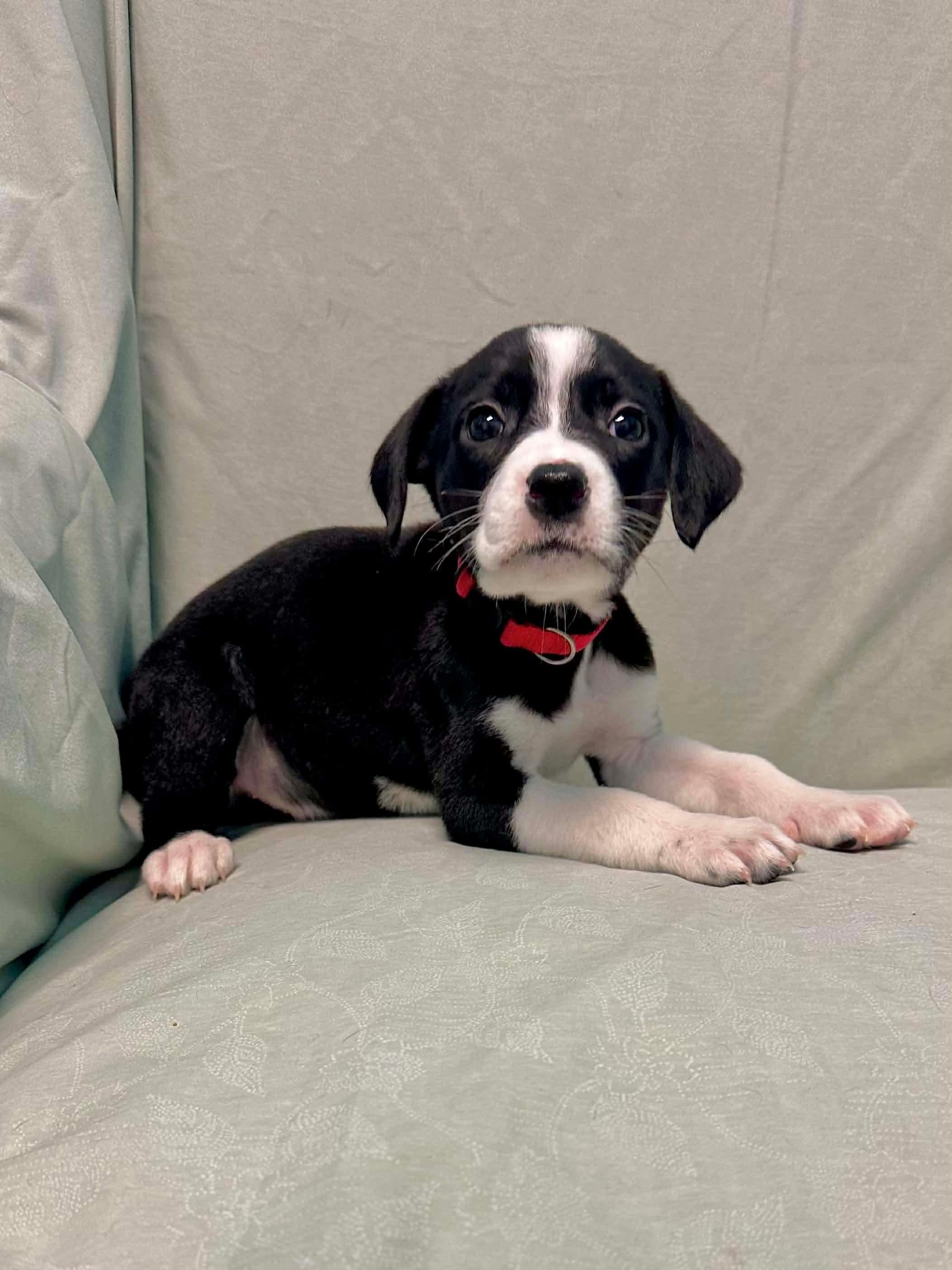 Enlarge Frannie, a ADOPTABLE mixed breed in Walker, LA image 3/4