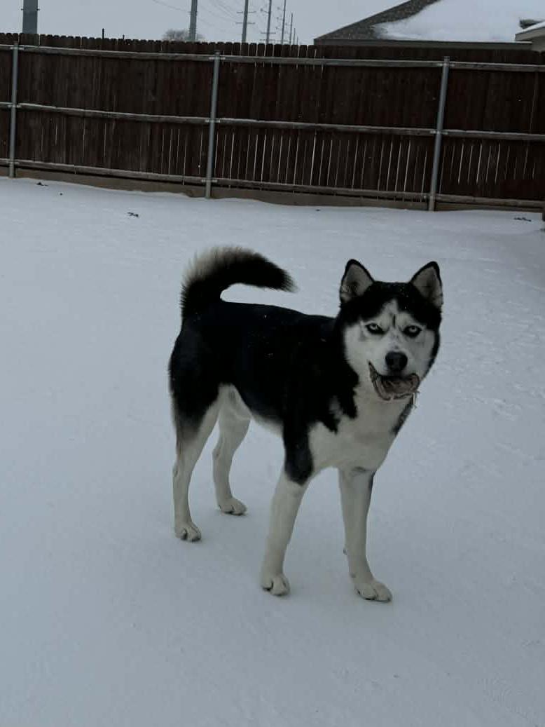Enlarge Loki, an adopted Husky in Allen, TX image 2/3