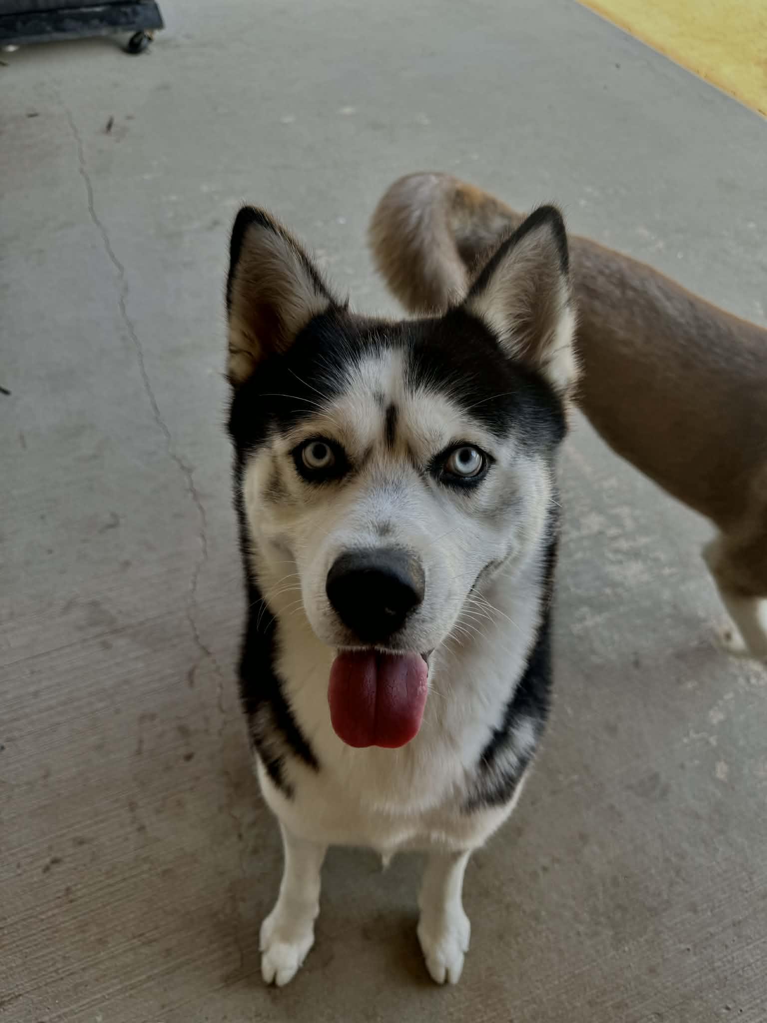 Loki, adopted, Young Male Husky.