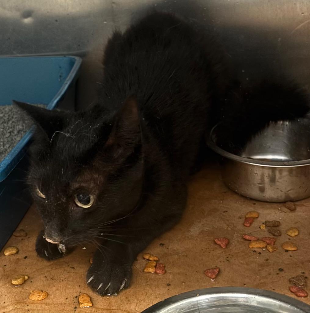 Sidney, Adoptable, Young Female Domestic Short Hair.