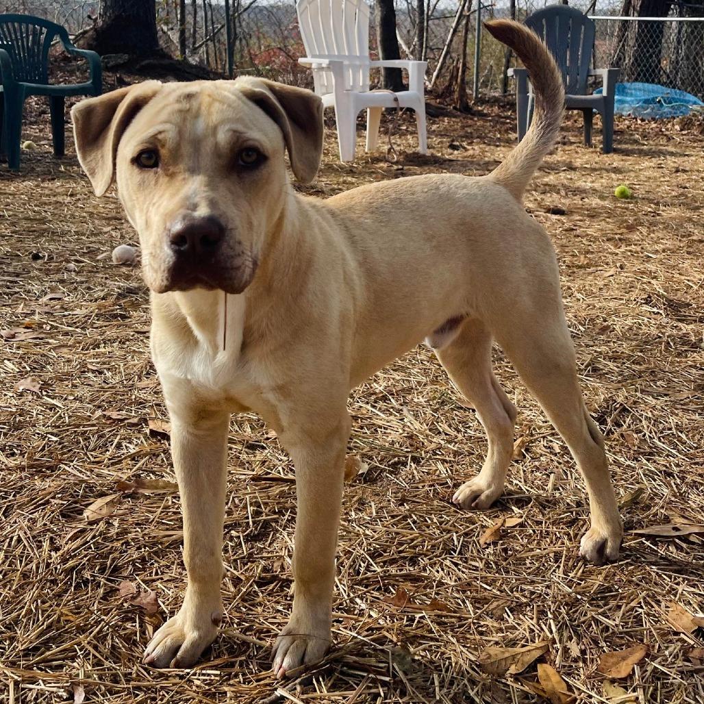 Bubba Gump thumbnail 2