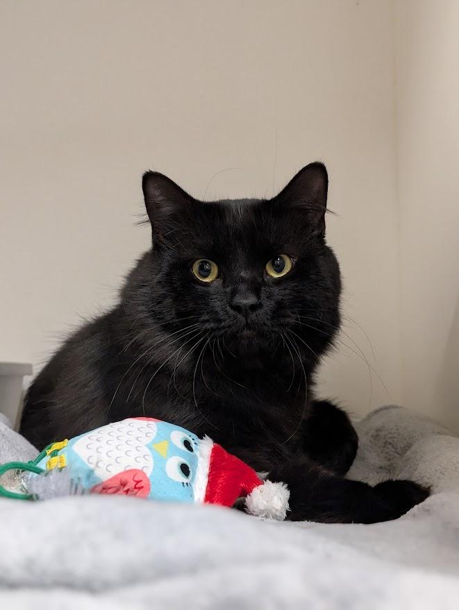 Enlarge Cosmo, an adopted Domestic Medium Hair in Coquitlam, BC image 1/1