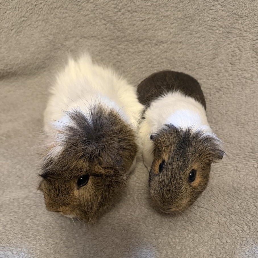 Pluto & Juno BONDED, an adopted Guinea Pig in Minneapolis, MN image 2/4