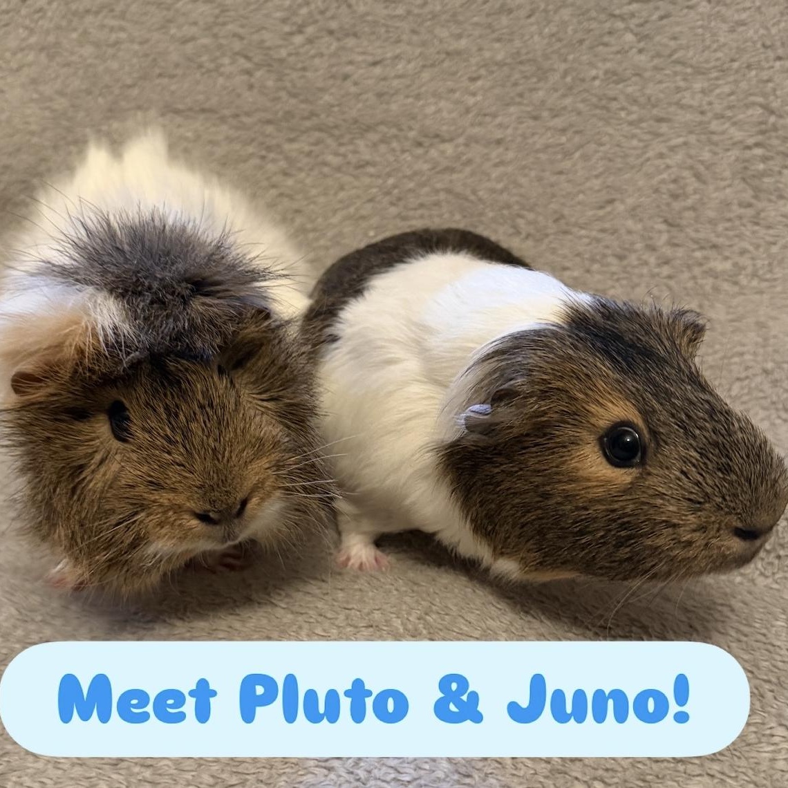 Pluto & Juno BONDED, an adopted Guinea Pig in Minneapolis, MN image 1/4