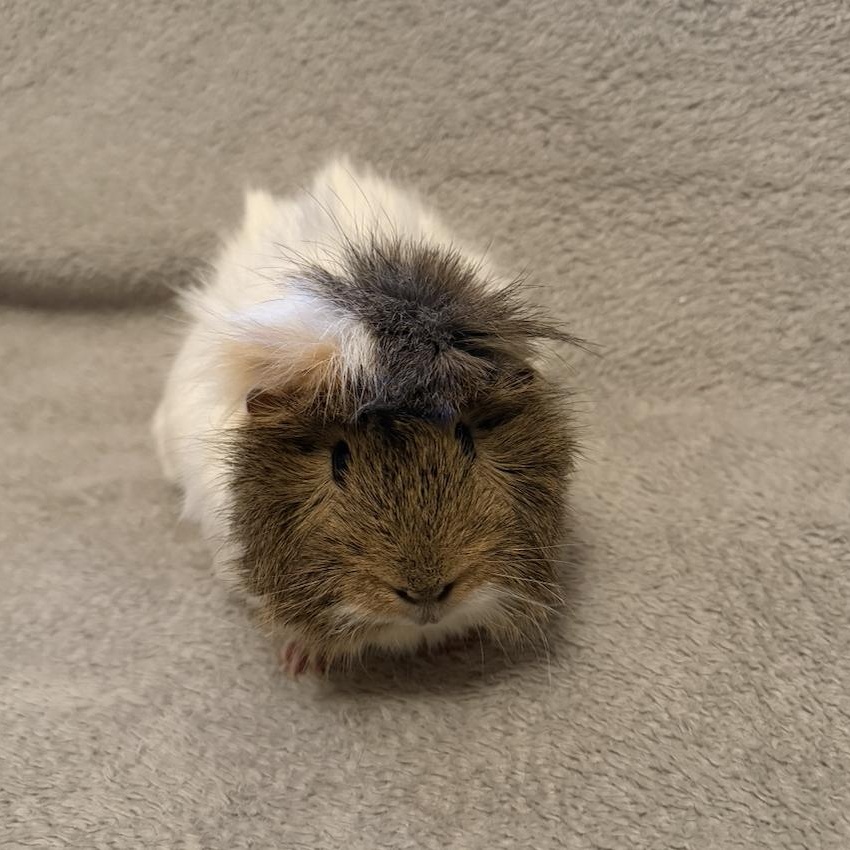 Pluto & Juno BONDED, an adopted Guinea Pig in Minneapolis, MN image 3/4