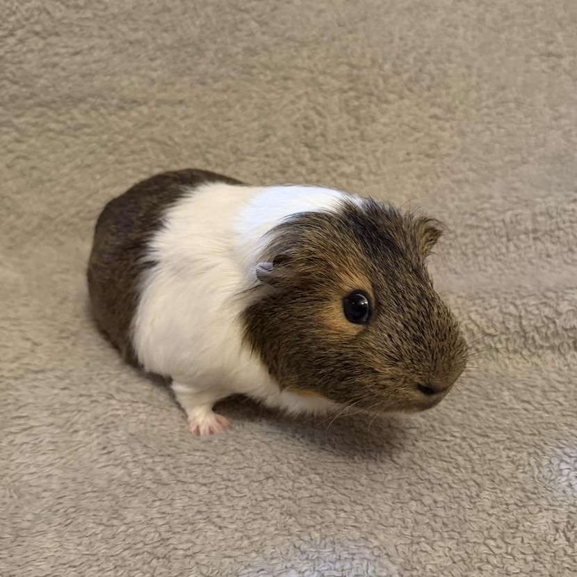 Pluto & Juno BONDED, an adopted Guinea Pig in Minneapolis, MN image 4/4