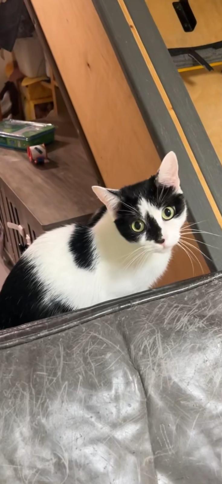 Enlarge Tulum, a Adopted Domestic Short Hair in South Ozone Park, NY image 2/4