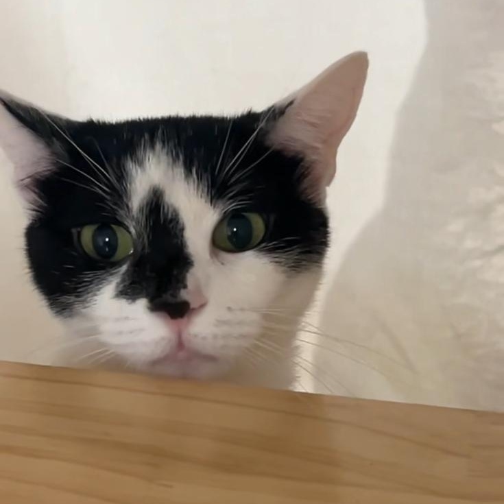 Tulum, Adopted, Young Female Domestic Short Hair.