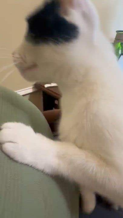 Enlarge Tulum, a Adopted Domestic Short Hair in South Ozone Park, NY video 4/4