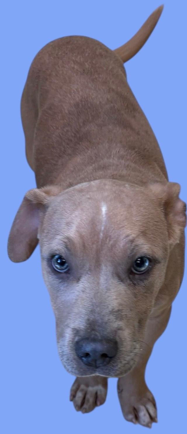 Rubble, ADOPTABLE, Puppy Male Pit Bull Terrier.