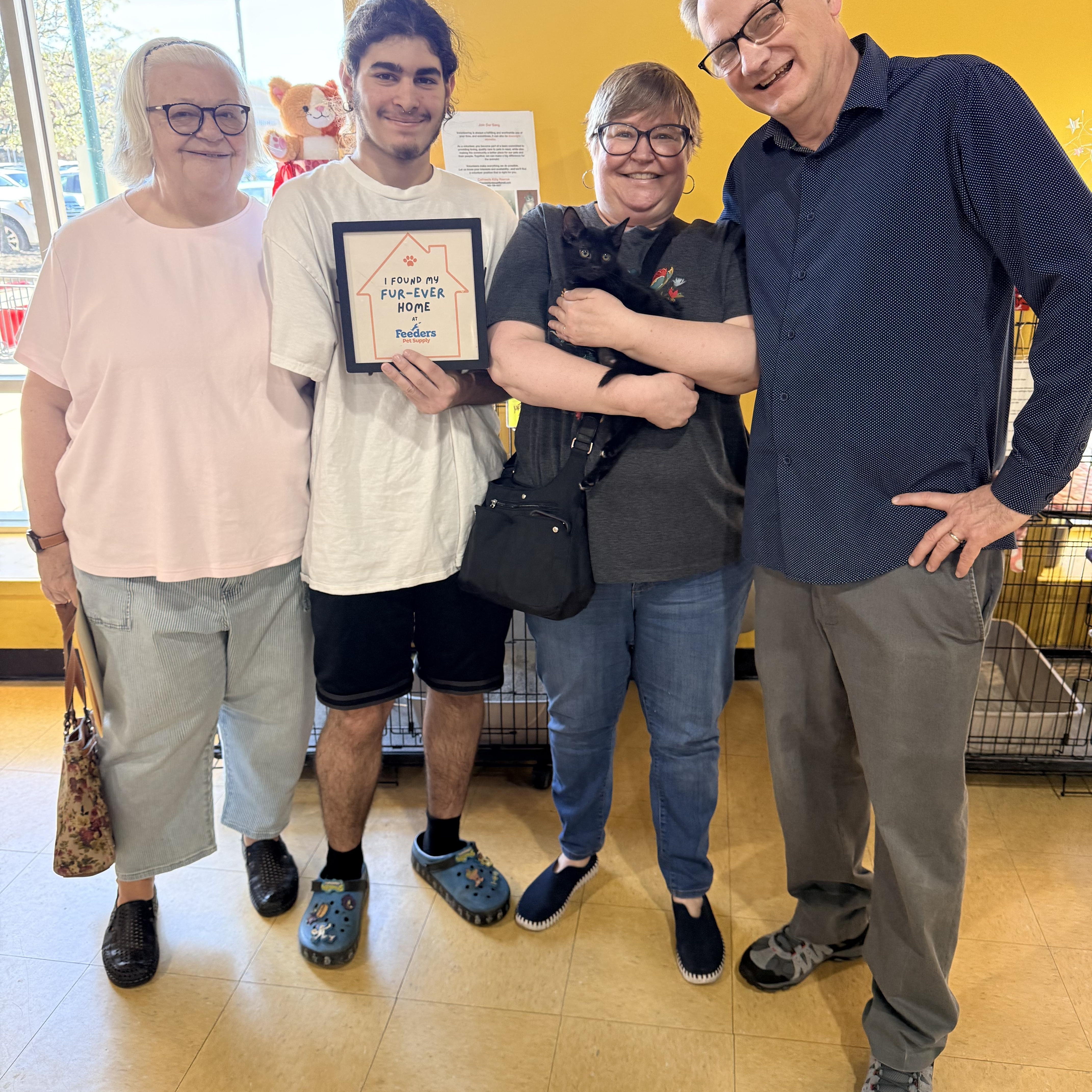 Enlarge Lane, an adopted Domestic Short Hair in Louisville, KY image 2/2