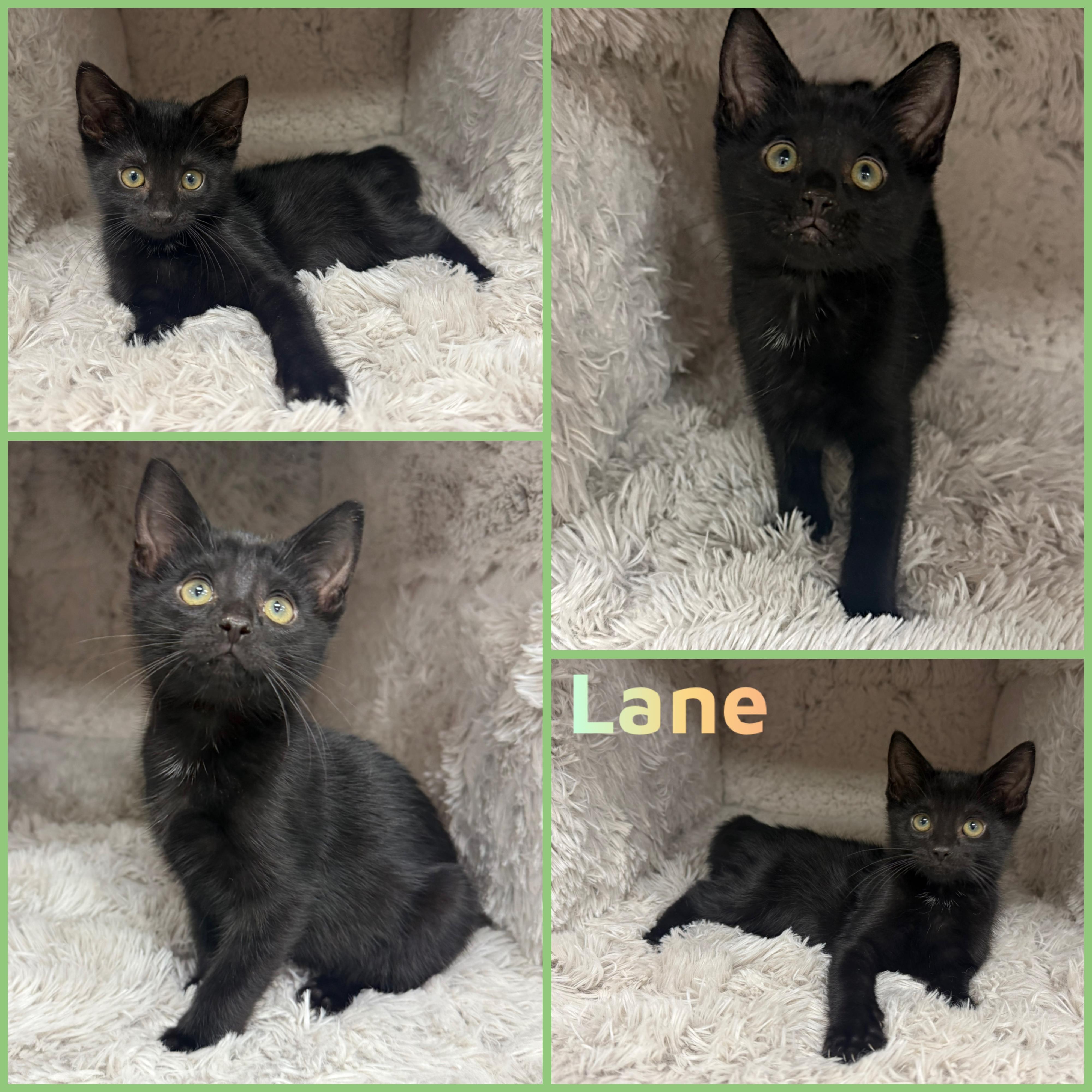 Lane, ADOPTABLE, Kitten Male Domestic Short Hair.