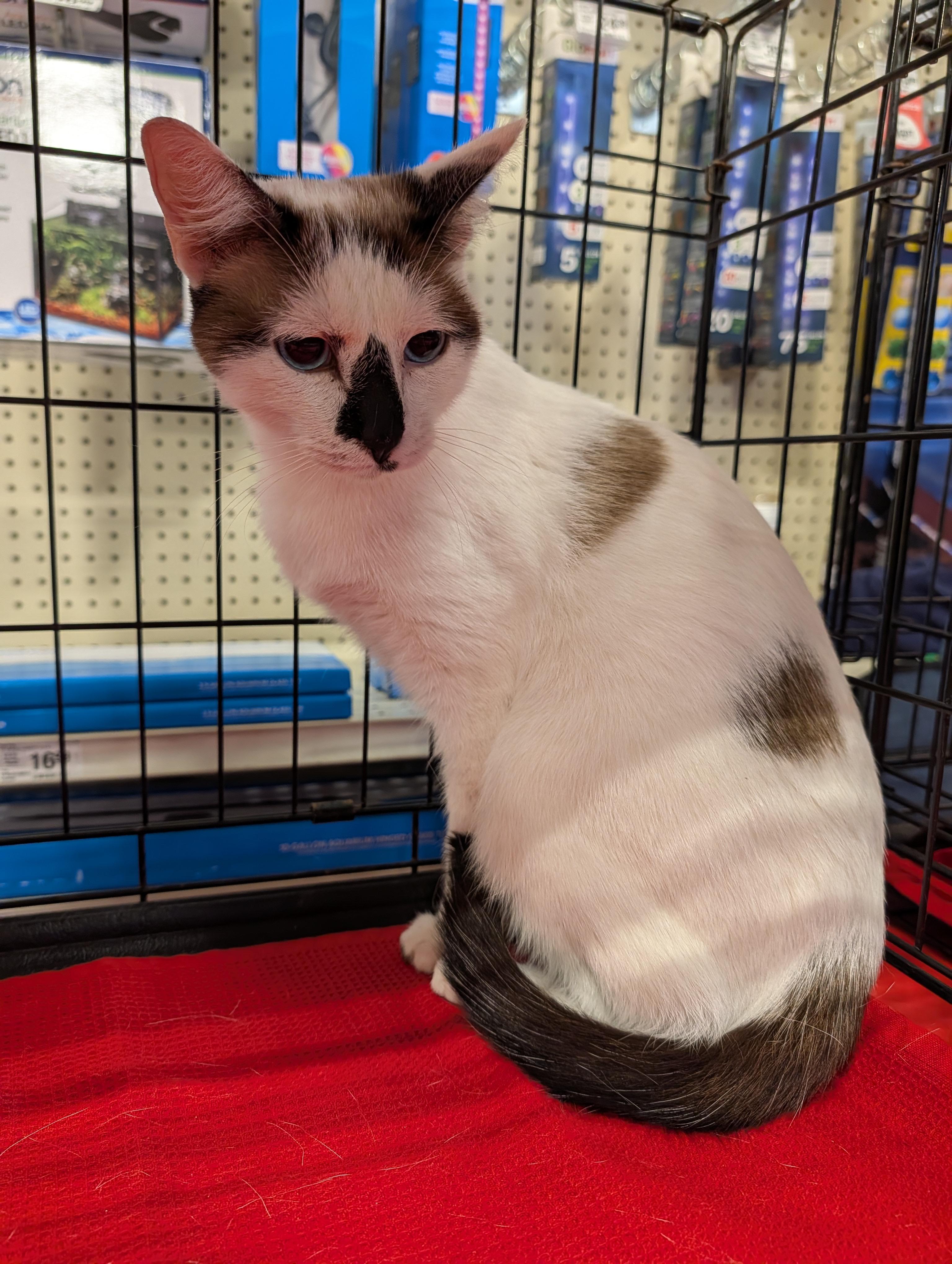 Enlarge Pepper, an adopted mixed breed in Fischer, TX image 4/4