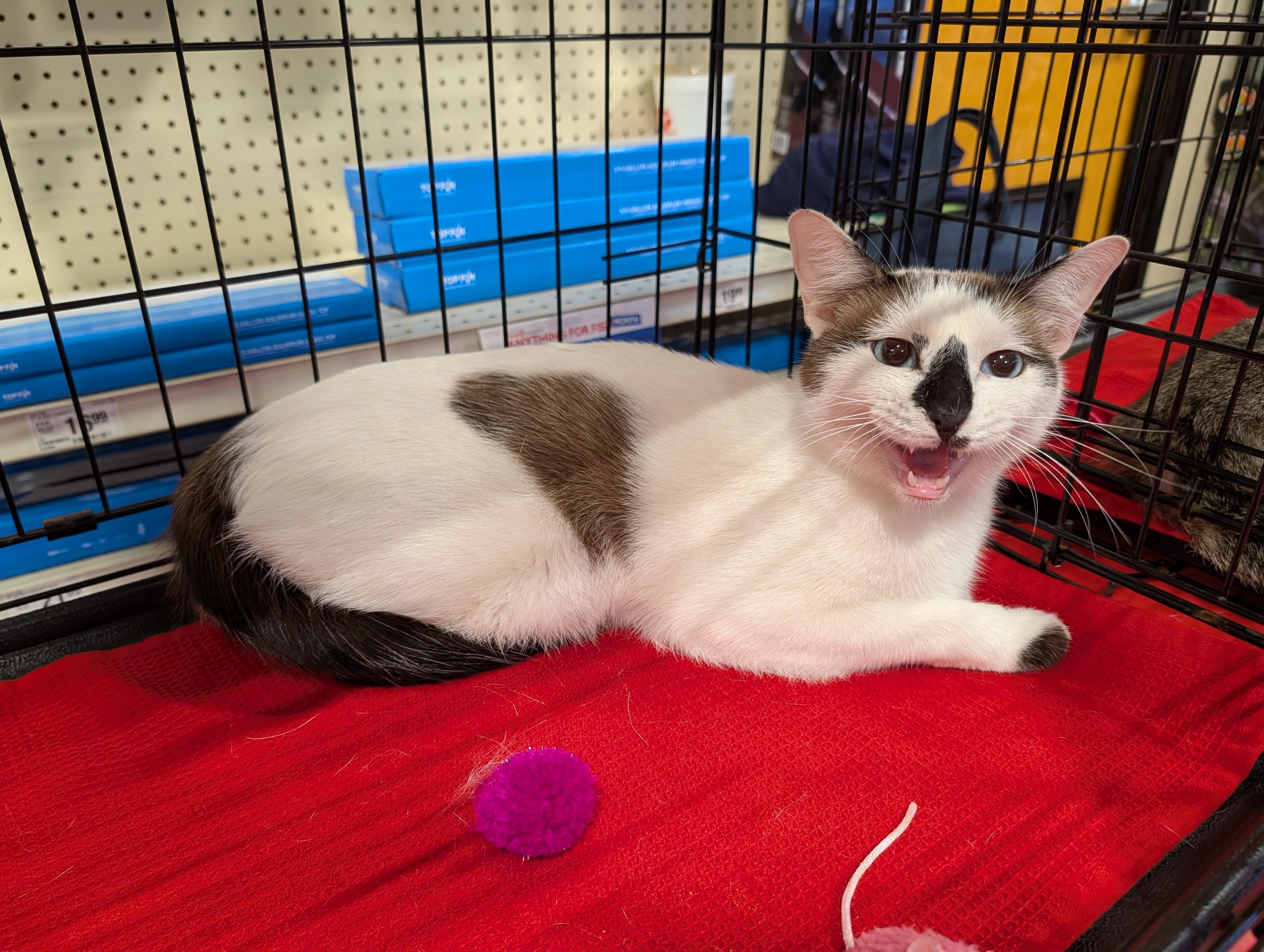 Enlarge Pepper, an adopted mixed breed in Fischer, TX image 3/4