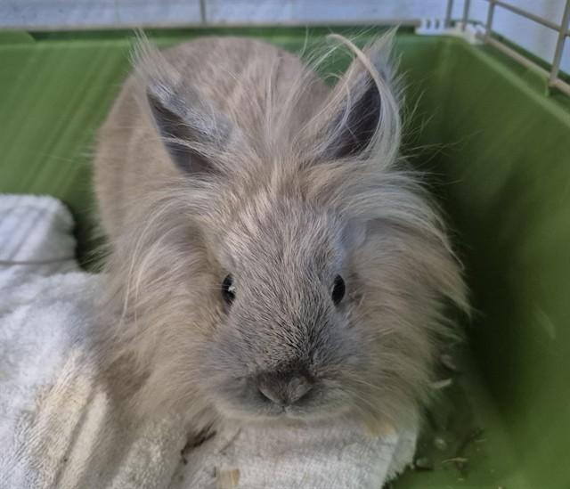 CINDYLOU, Adoptable, Young Female Bunny Rabbit.