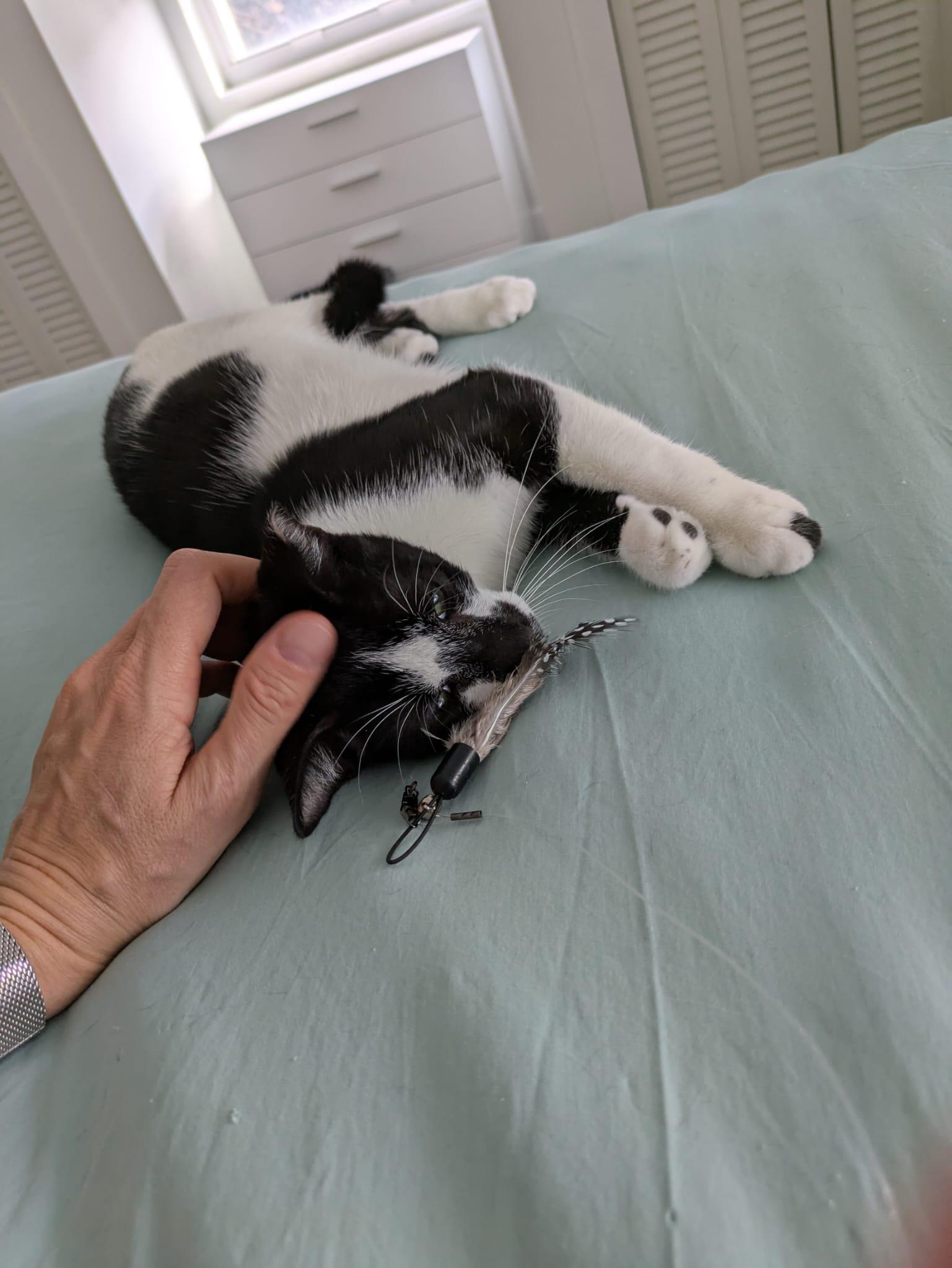 Cindy & Cowboy - BONDED!, a Adoptable Siamese in Manchester, NH image 4/5