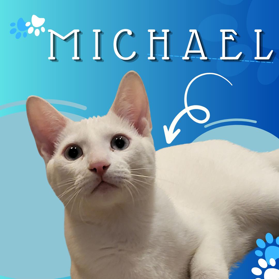 Enlarge Michael, a Adoptable Domestic Short Hair in Tucson, AZ image 1/1