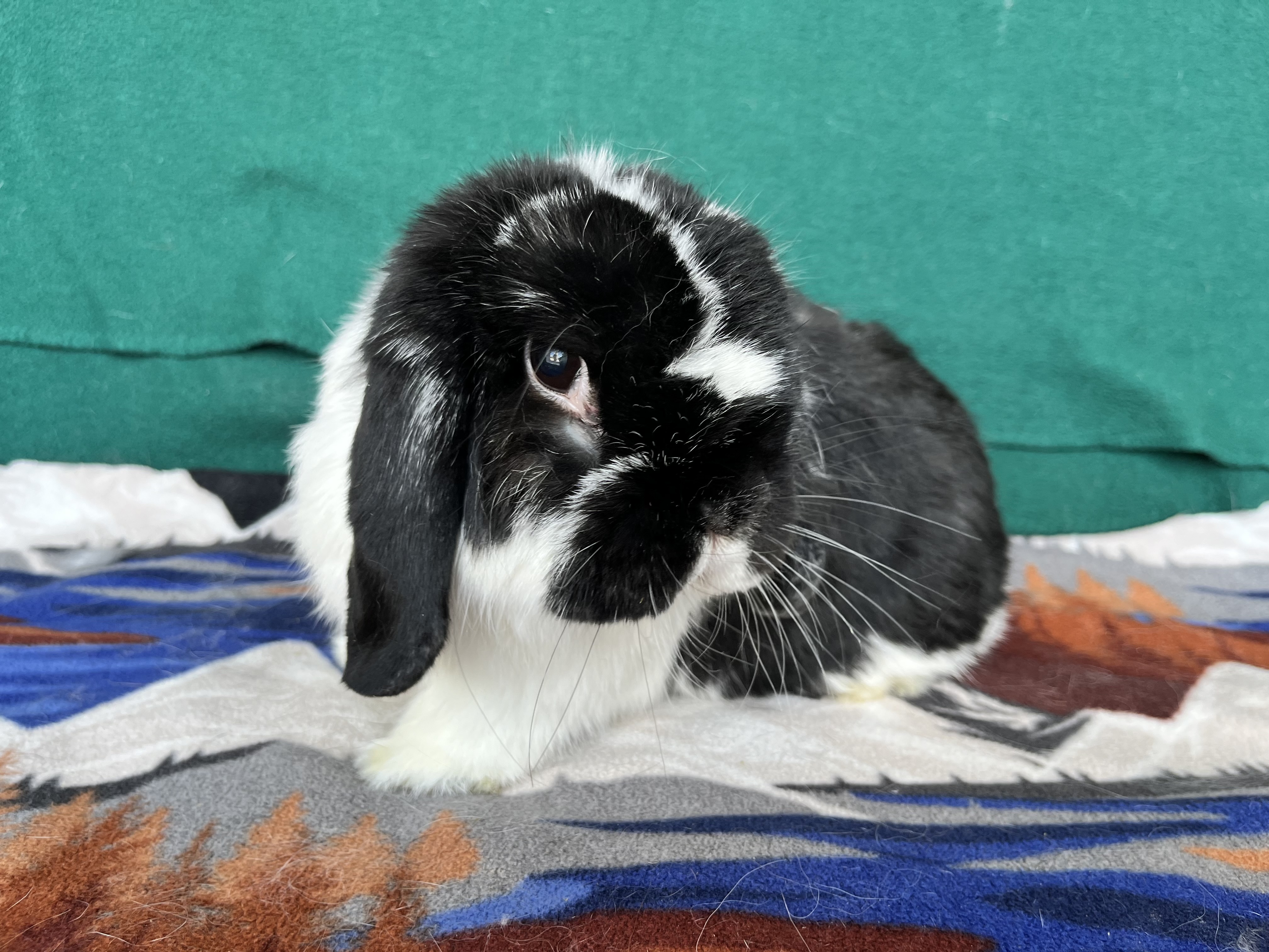 Cabe, adoptable, Senior Male Holland Lop.