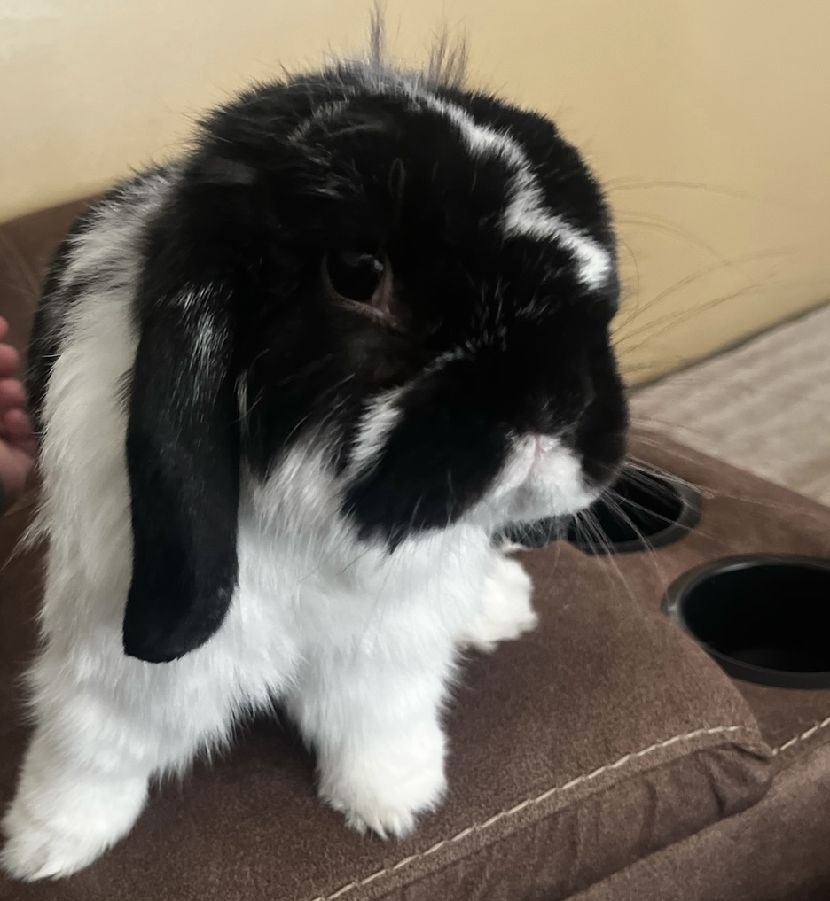 Enlarge Cabe, an adoptable Holland Lop in Appleton, WI image 2/2