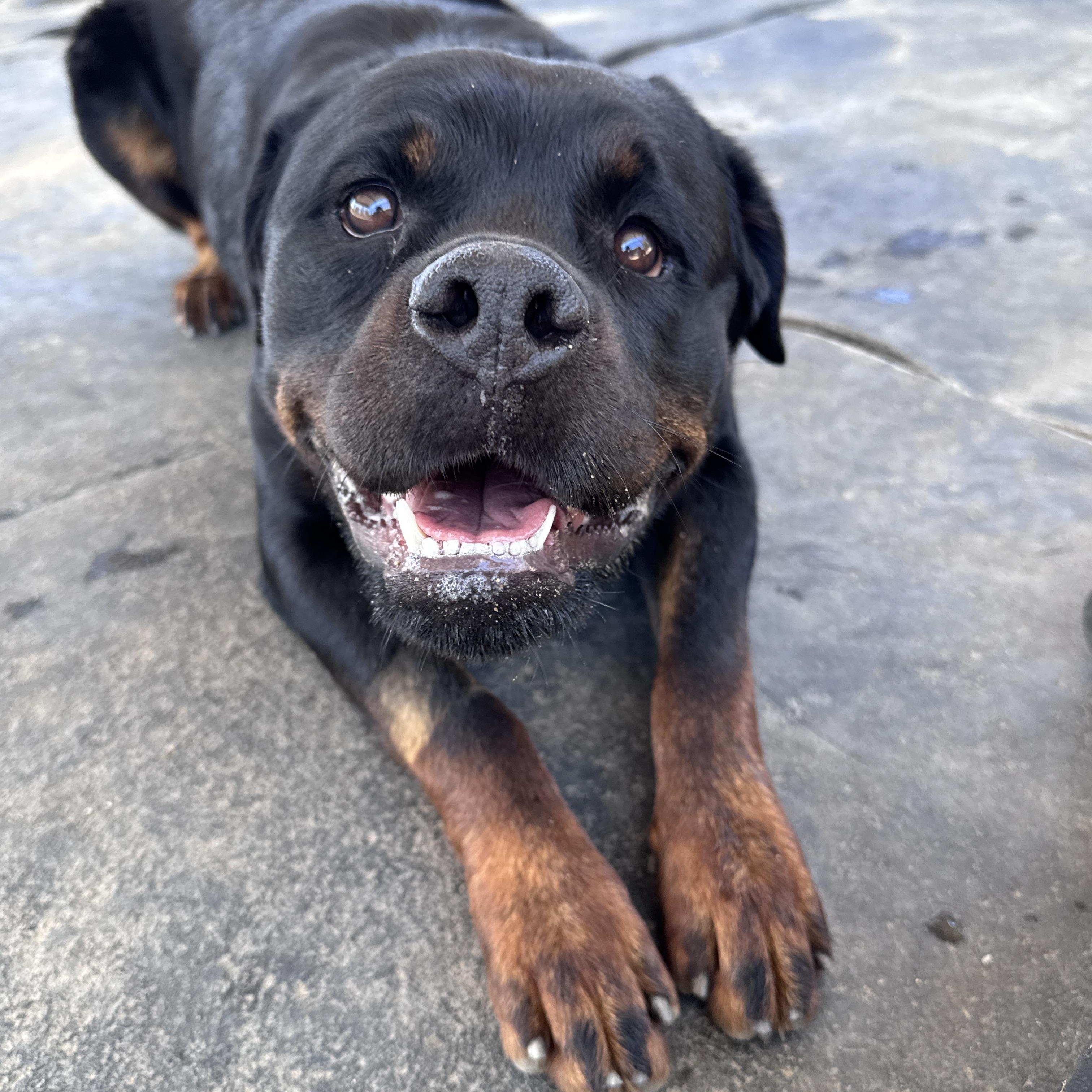Enlarge Mac & Cheese, a Adoptable Rottweiler in Perris, CA image 4/5
