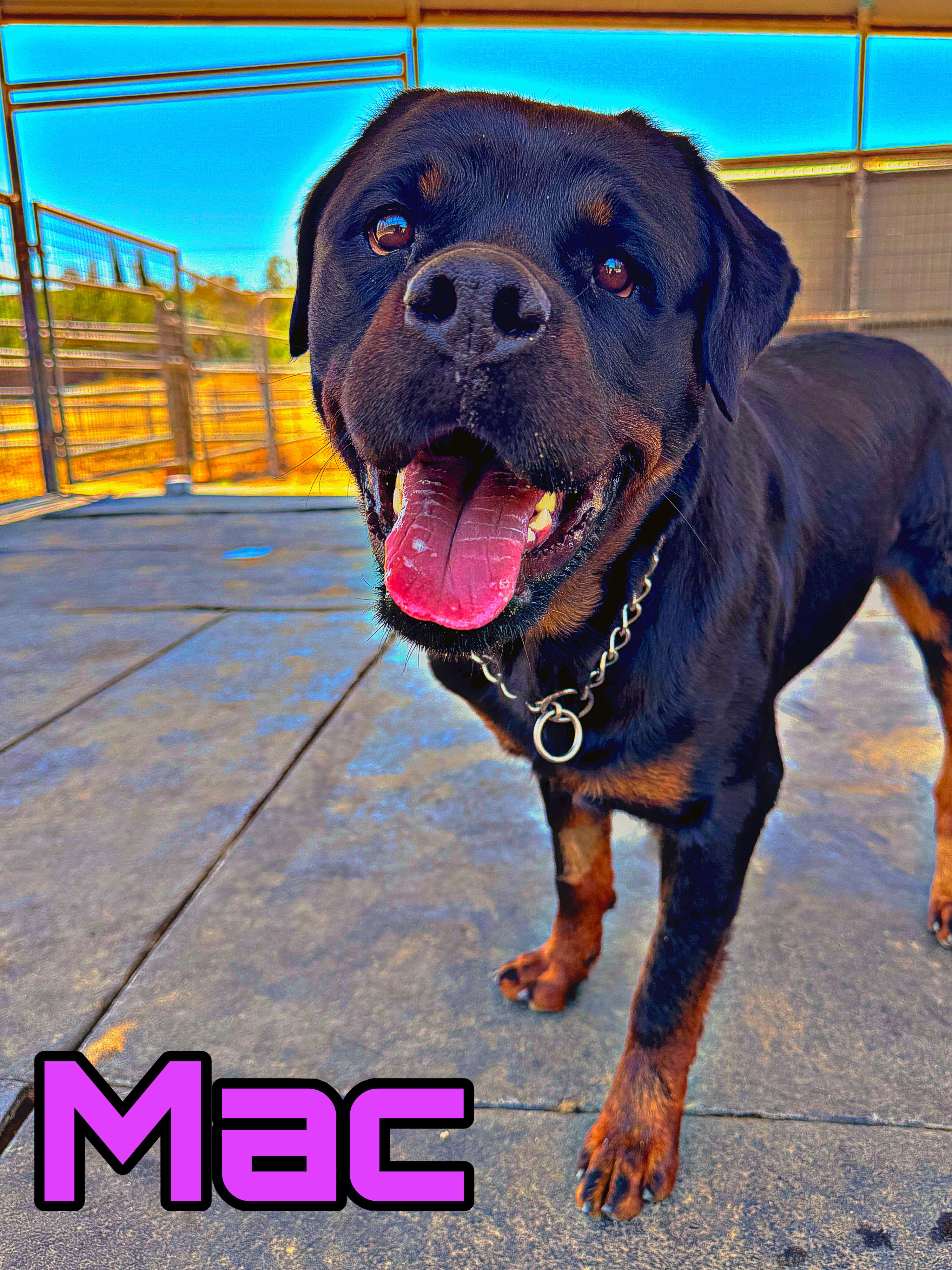 Enlarge Mac & Cheese, a Adoptable Rottweiler in Perris, CA image 2/5