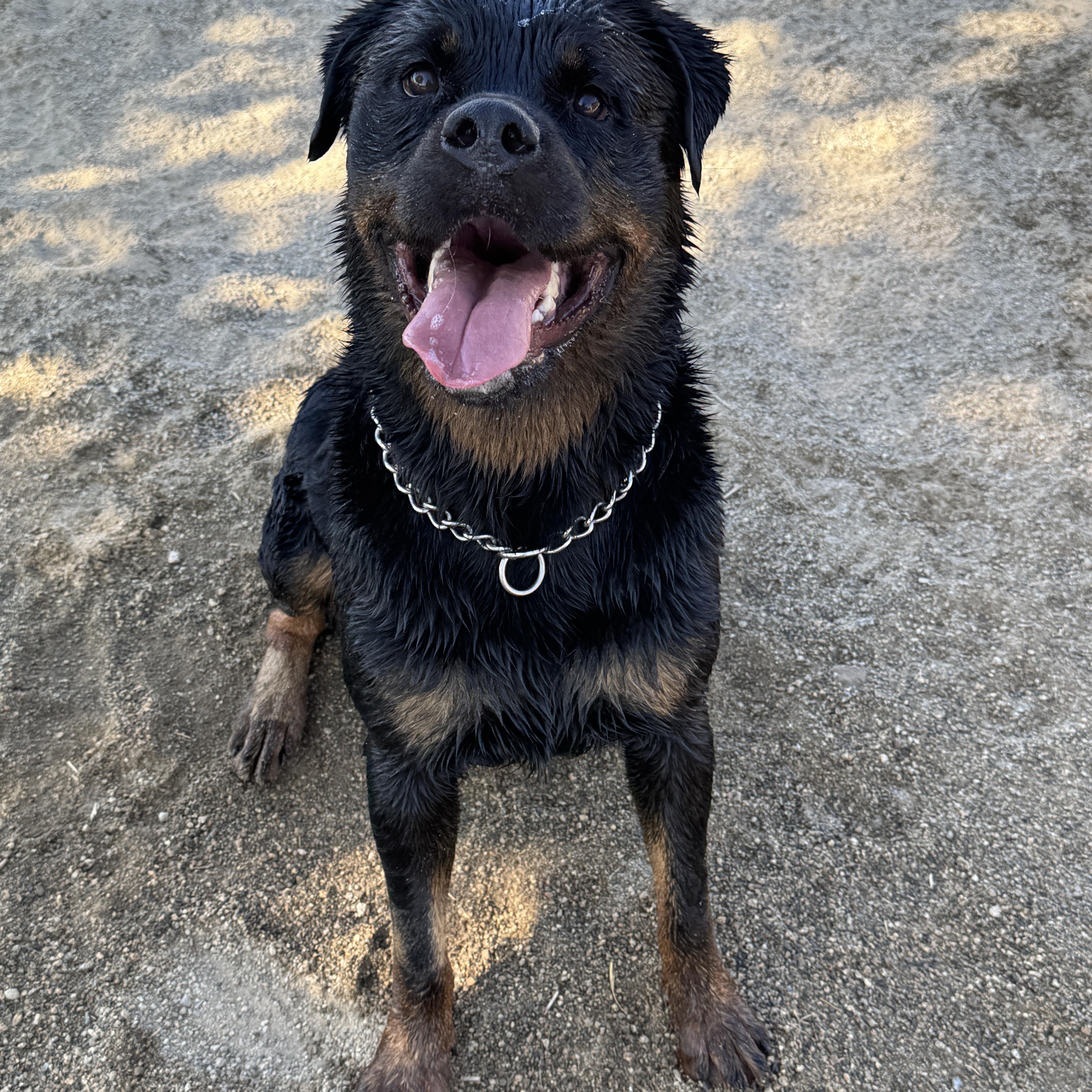 Enlarge Mac & Cheese, a Adoptable Rottweiler in Perris, CA image 5/5