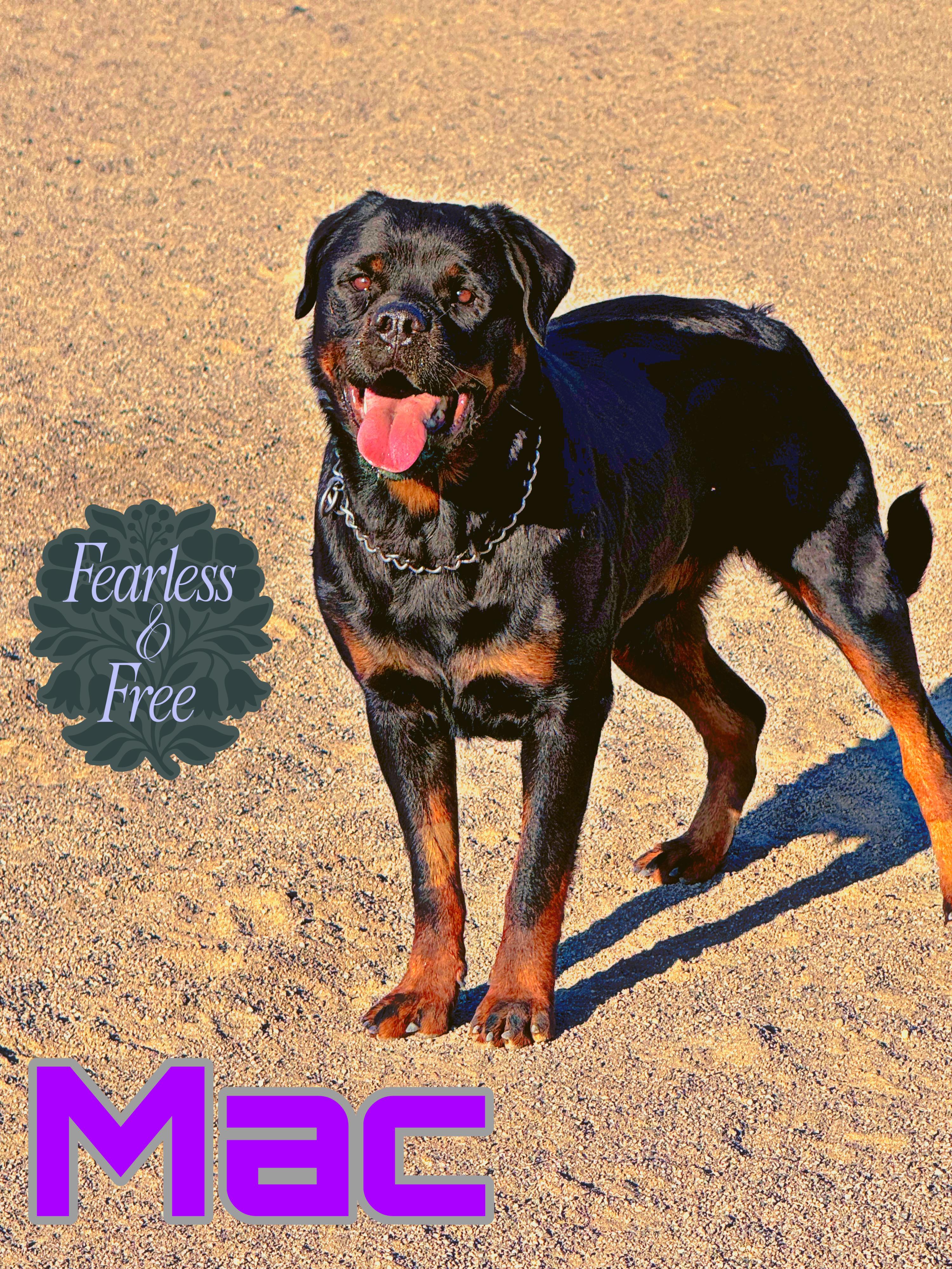 Mac & Cheese, Adoptable, Young Female Rottweiler.