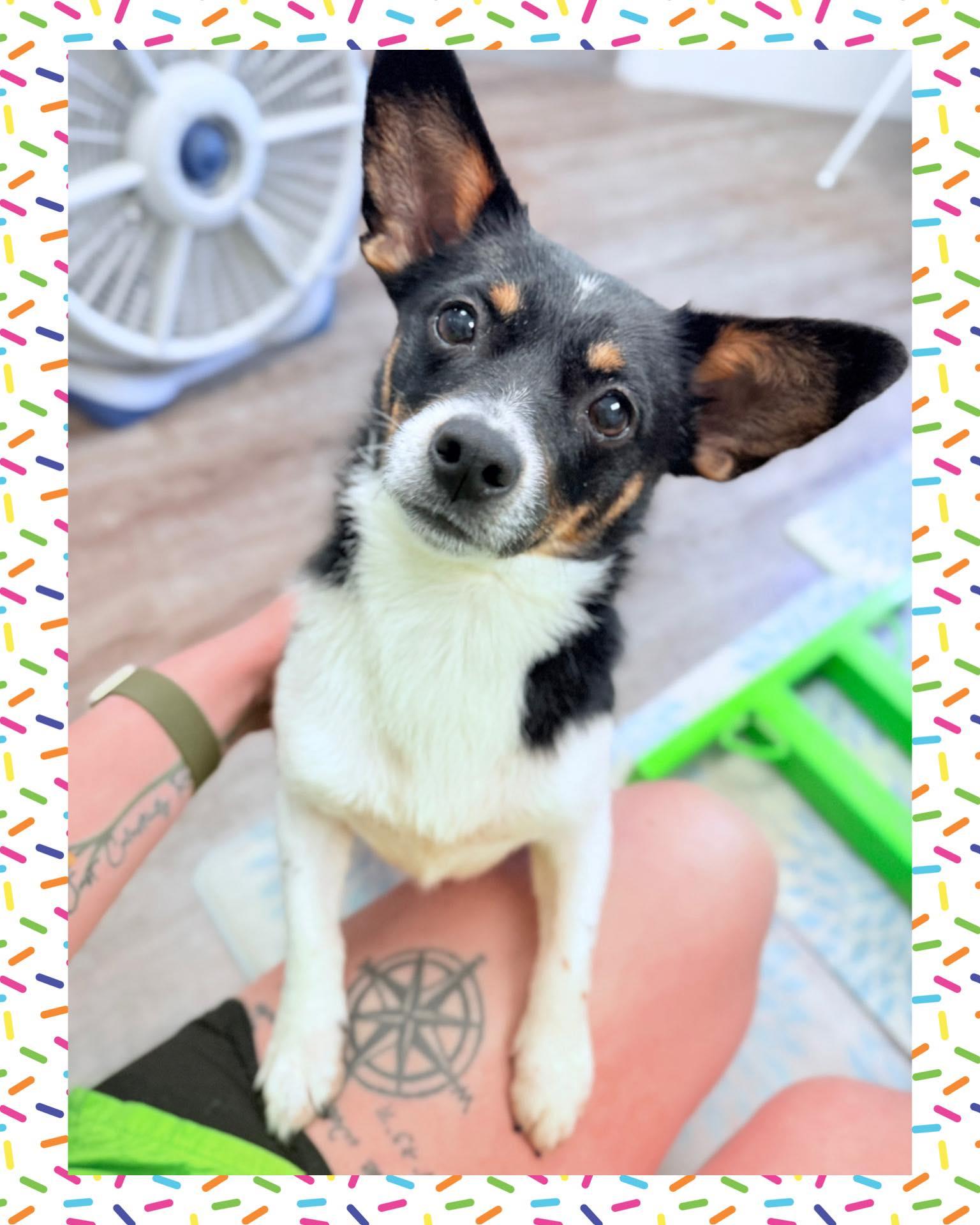 Bethany, Adopted, Adult Female Chihuahua & Pomeranian.