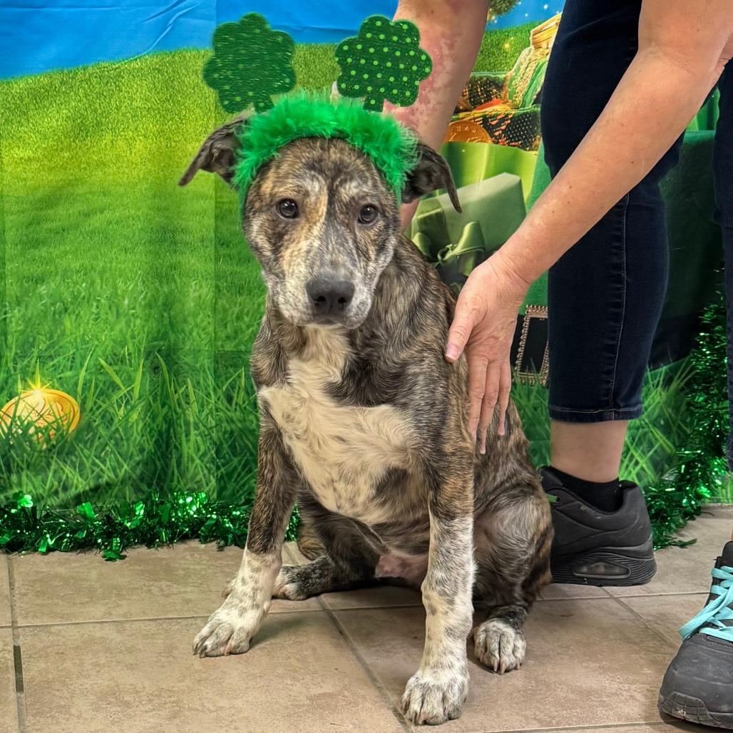 Enlarge Jax, a Adoptable mixed breed in Eureka Springs, AR image 1/3