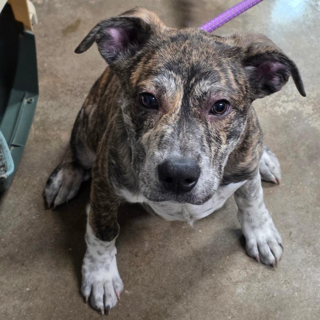 Enlarge Jax, a Adoptable mixed breed in Eureka Springs, AR image 2/3