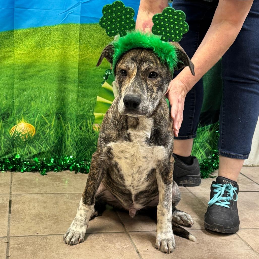 Enlarge Jax, a Adoptable mixed breed in Eureka Springs, AR image 3/3