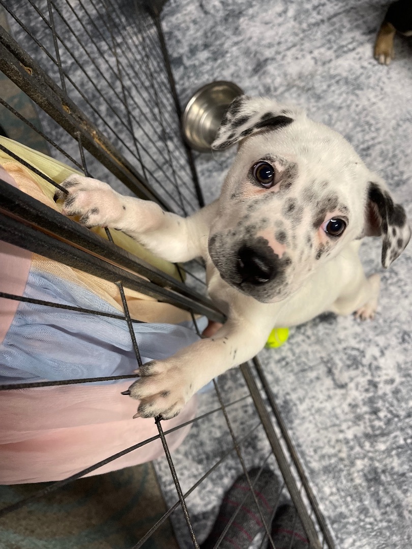 Oreo, a Adopted mixed breed in Tigard, OR image 1/5