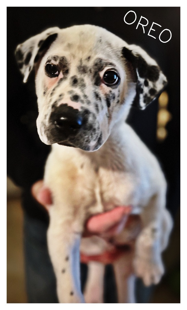 Oreo, a Adopted mixed breed in Tigard, OR image 2/5