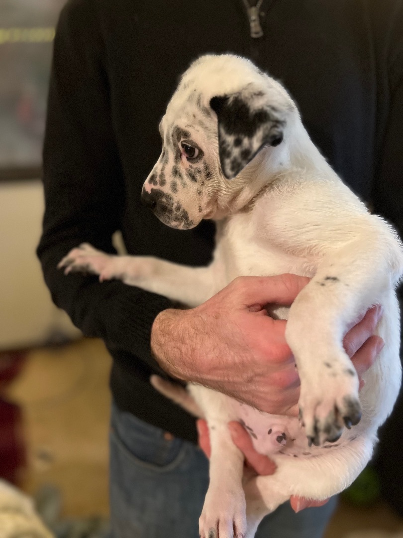 Oreo, a Adopted mixed breed in Tigard, OR image 3/5