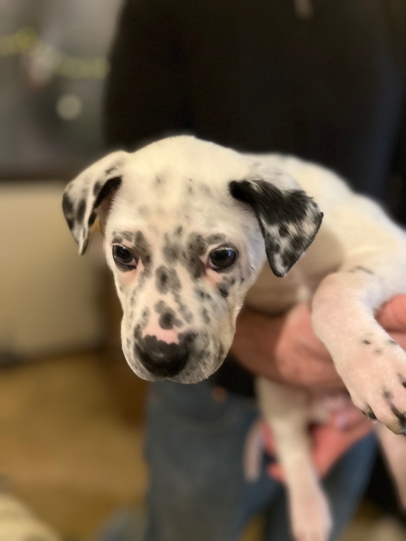 Oreo, a Adopted mixed breed in Tigard, OR image 4/5