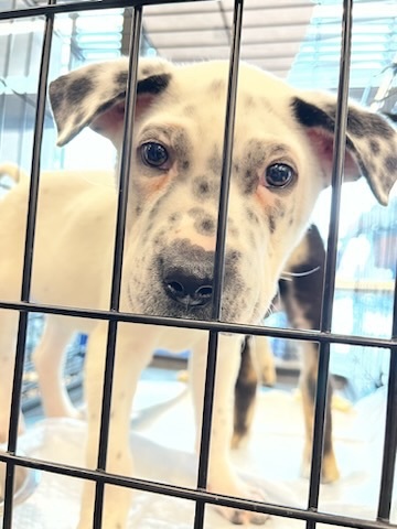 Oreo, a Adopted mixed breed in Tigard, OR image 5/5