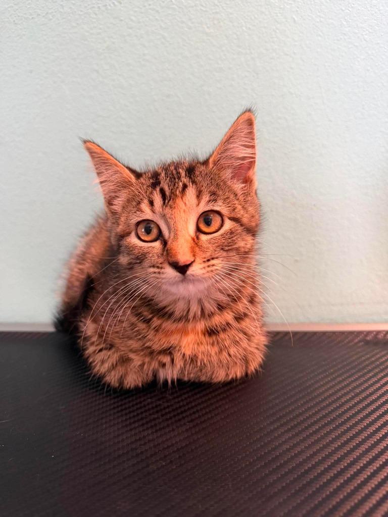 T9 Skitty, Adoptable, Young Female Domestic Short Hair.