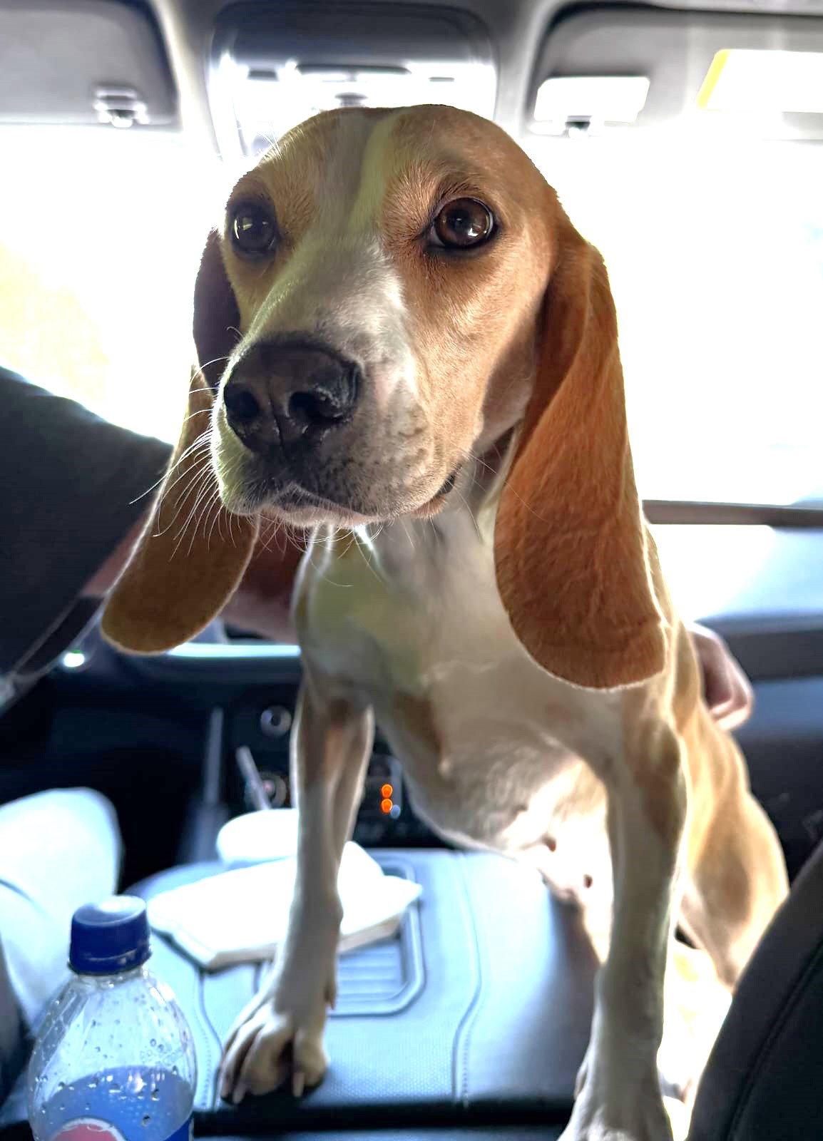 Lillith, a Adopted Beagle in Dunnellon, FL image 1/3