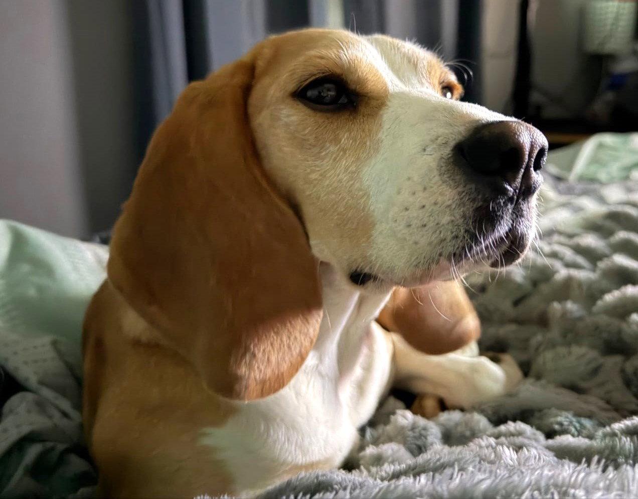 Lillith, a Adopted Beagle in Dunnellon, FL image 2/3