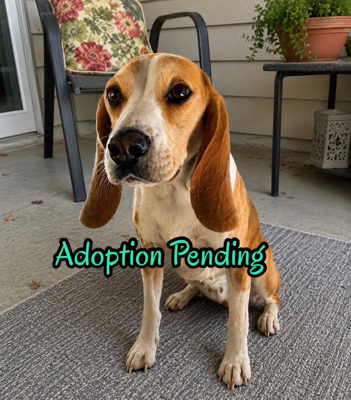 Lillith, a Adopted Beagle in Dunnellon, FL image 3/3