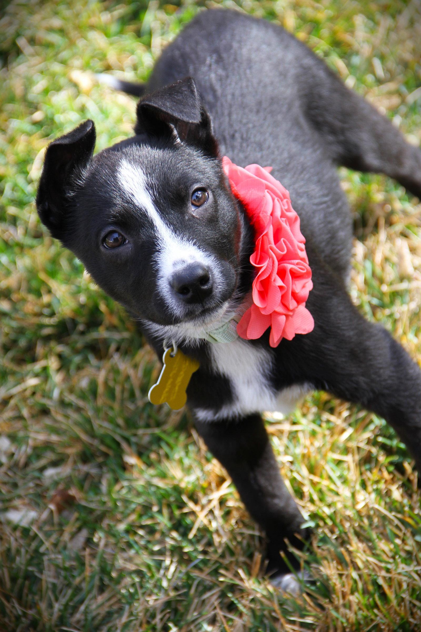 Adhara, Adopted, Young Female Cattle Dog.