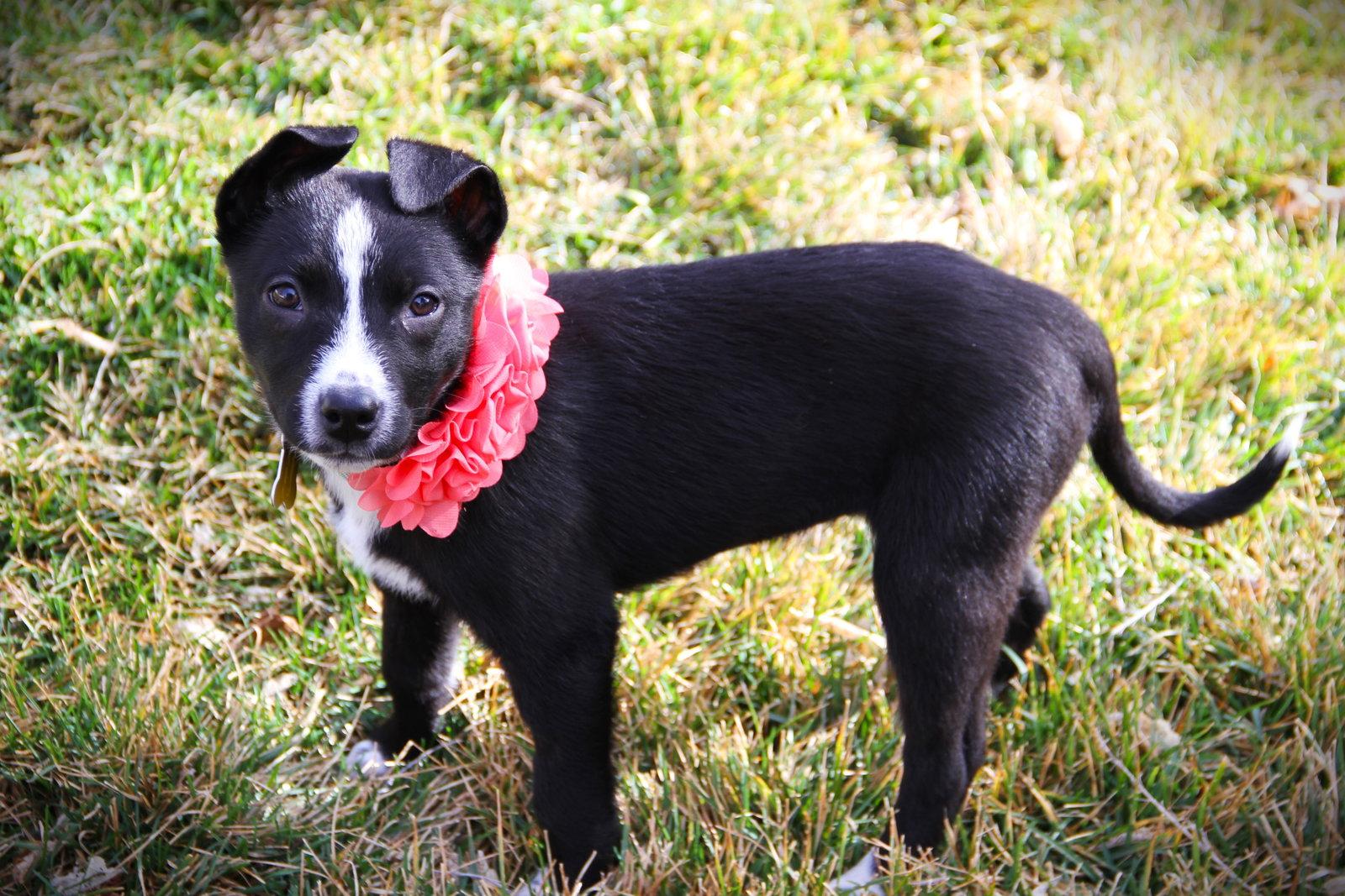Enlarge Adhara, a Adopted Cattle Dog in Salt Lake City, UT image 2/3