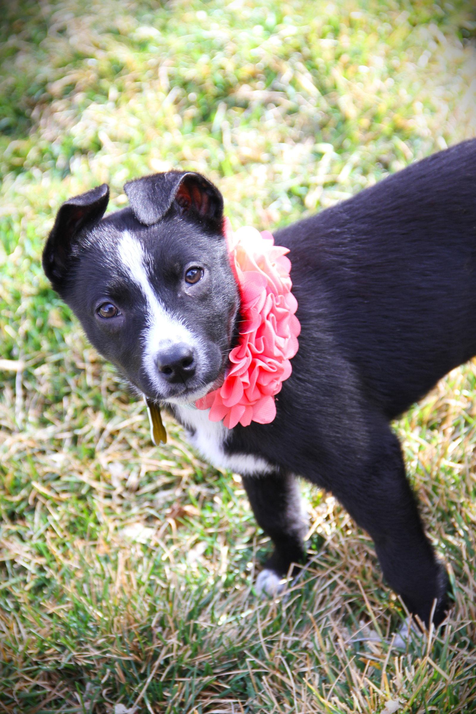 Enlarge Adhara, a Adopted Cattle Dog in Salt Lake City, UT image 3/3