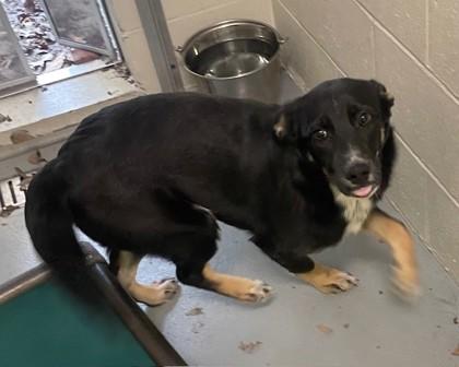 Cocoa, adopted, Puppy Female Mixed Breed & Mixed Breed.