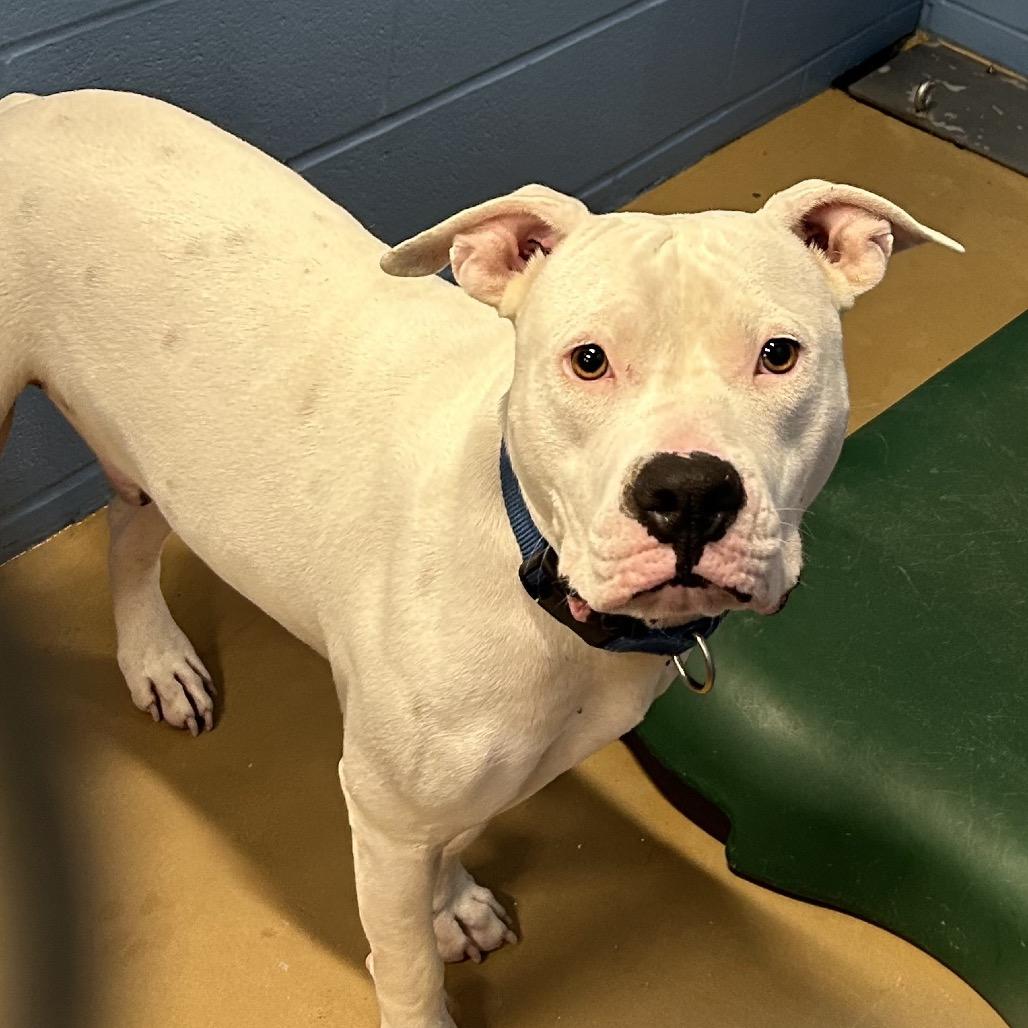 Zero, Adoptable, Adult Male Pit Bull Terrier.