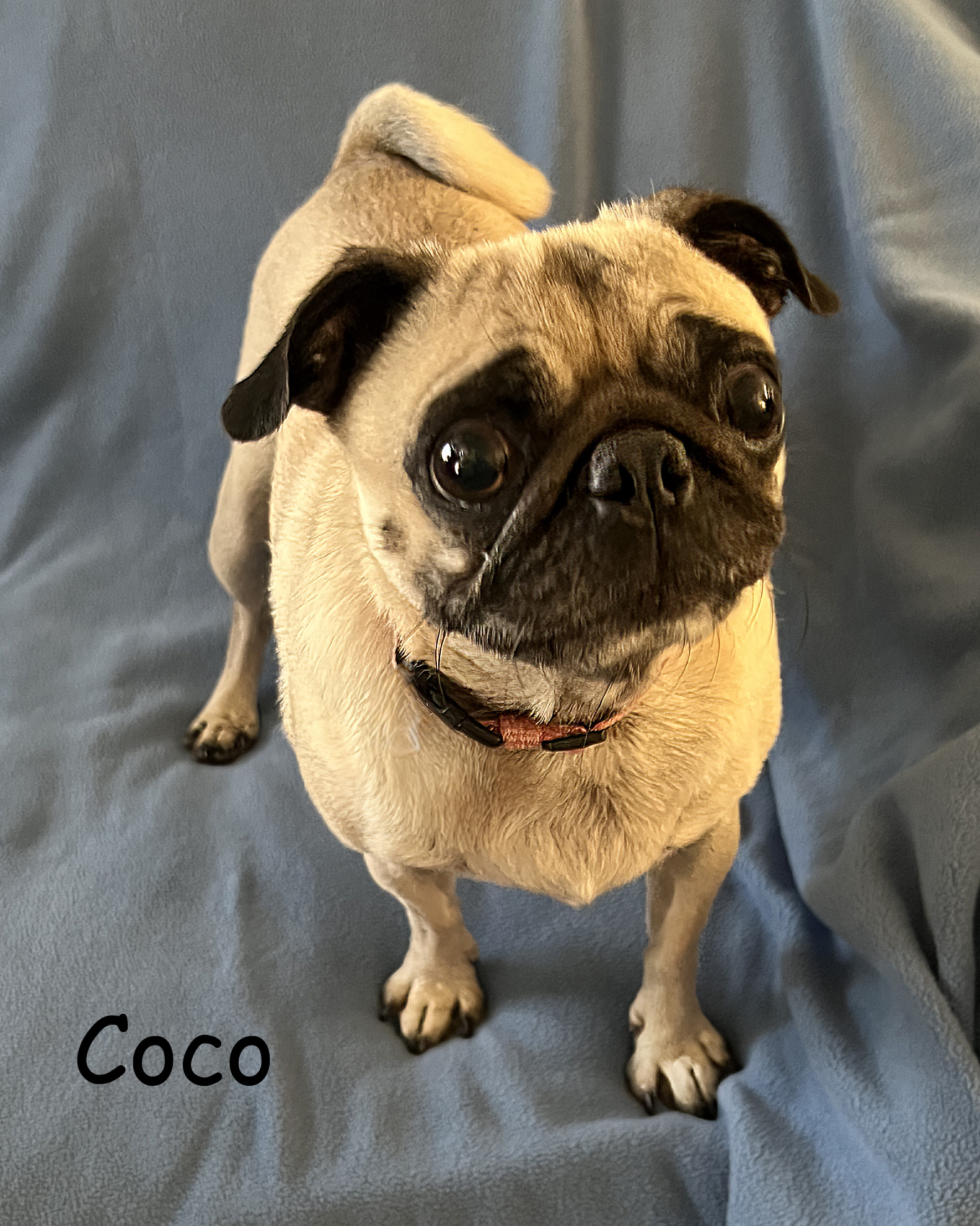 Coco, Adult Female unknown