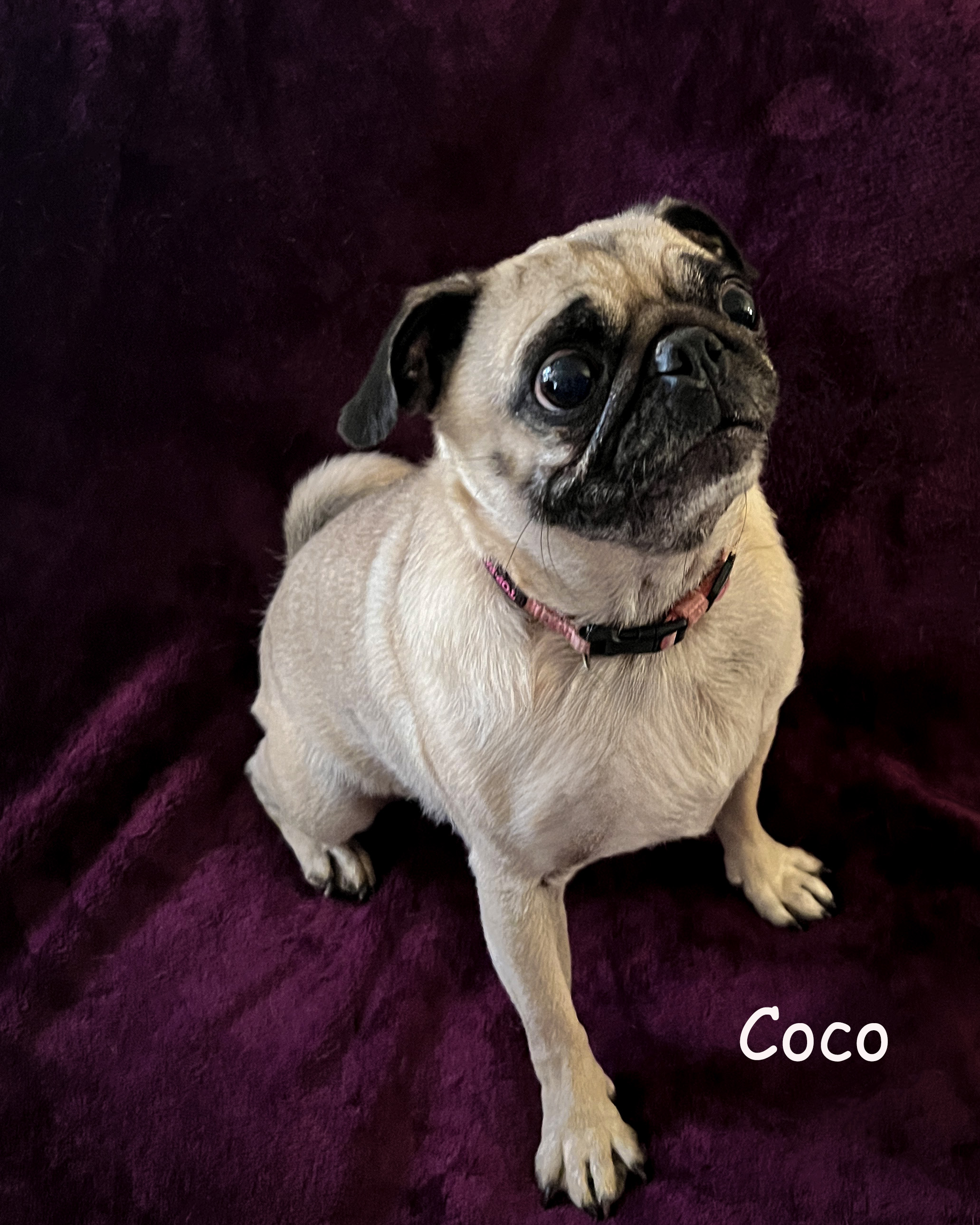 Coco photo 2