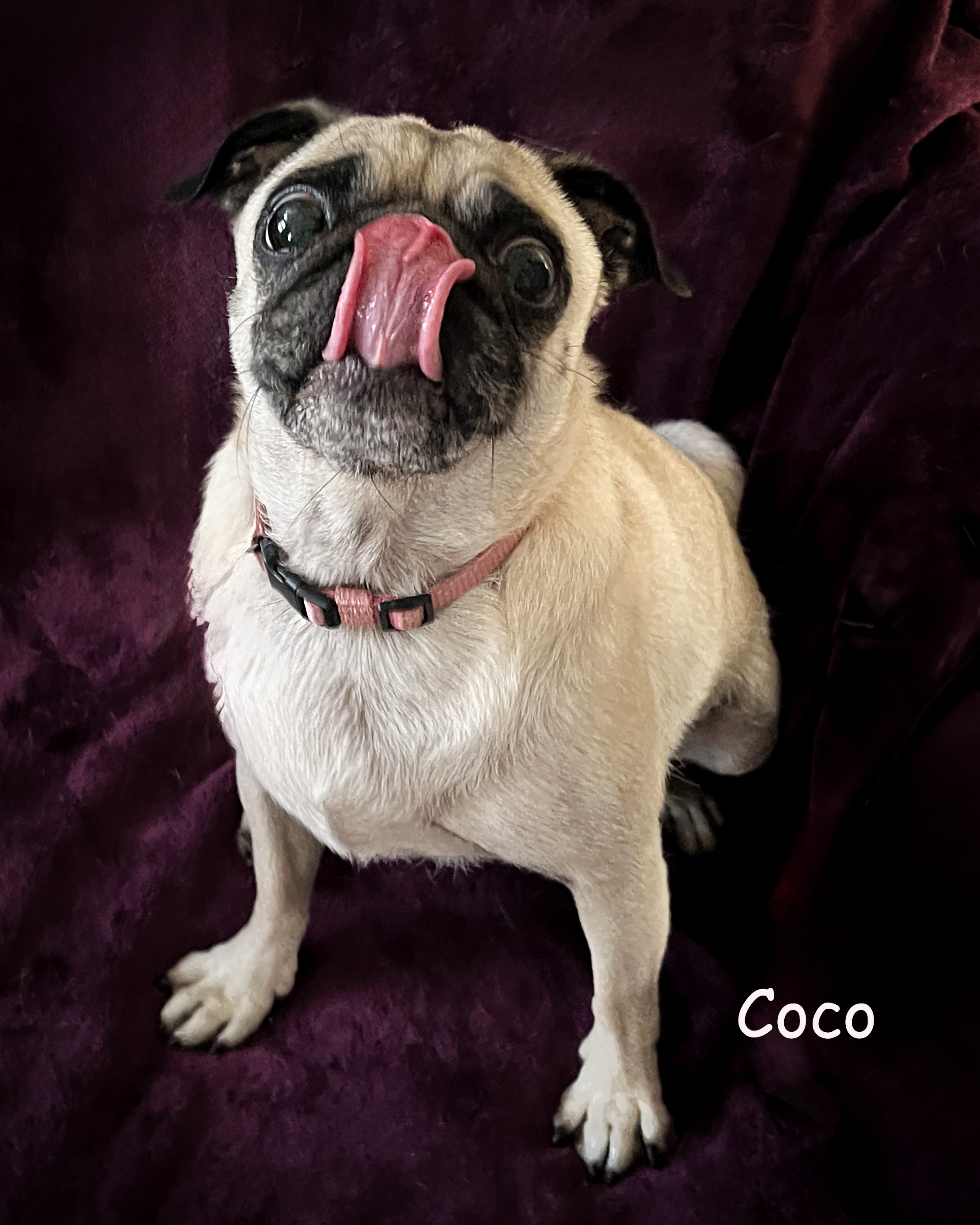 Coco photo 4